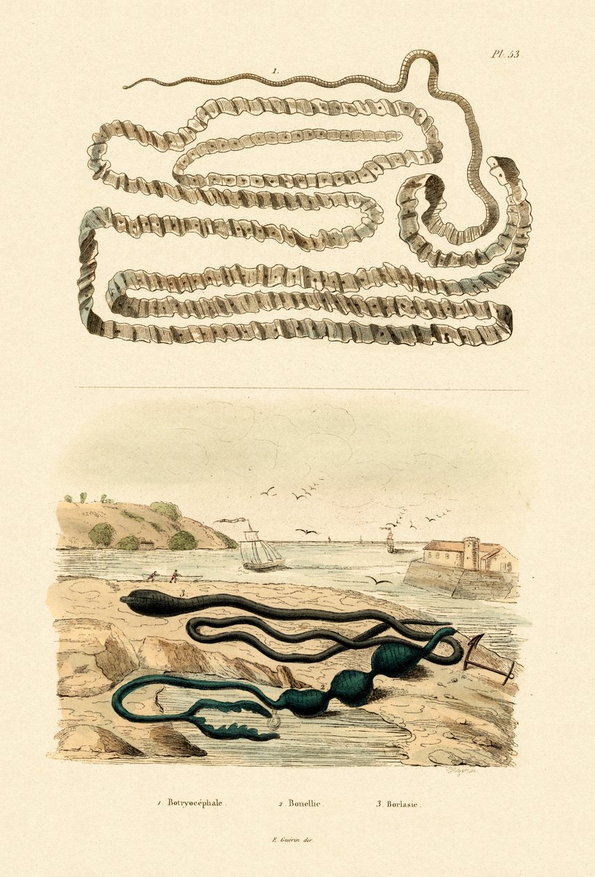 Bendelorm, 1833-39 av French School