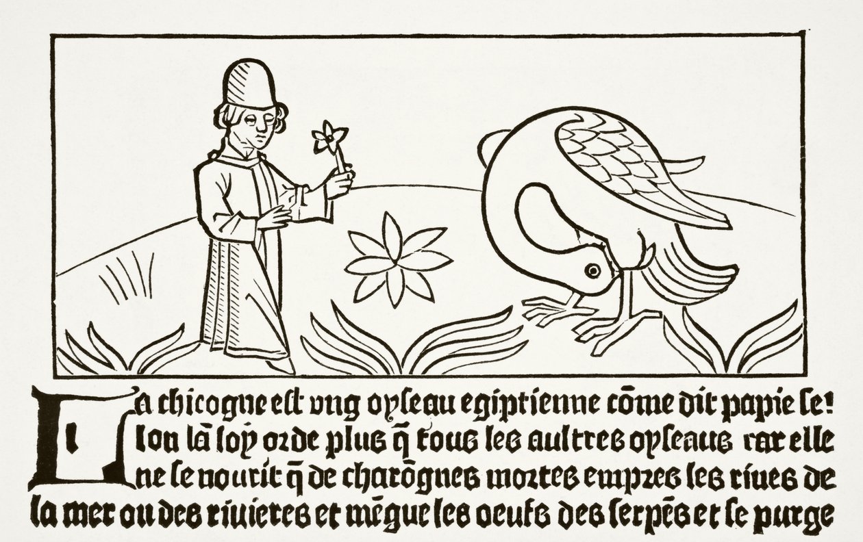 Storken sin egen doktor, som Papias vitnet om, fra "Vitenskap og litteratur i middelalderen" av Paul Lacroix (1806-84) publisert London 1878 av French School