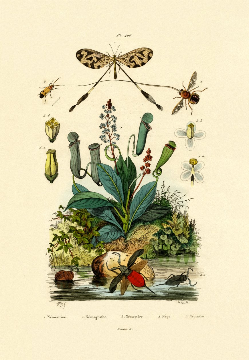 Trådvinget myrløve, 1833-39 av French School