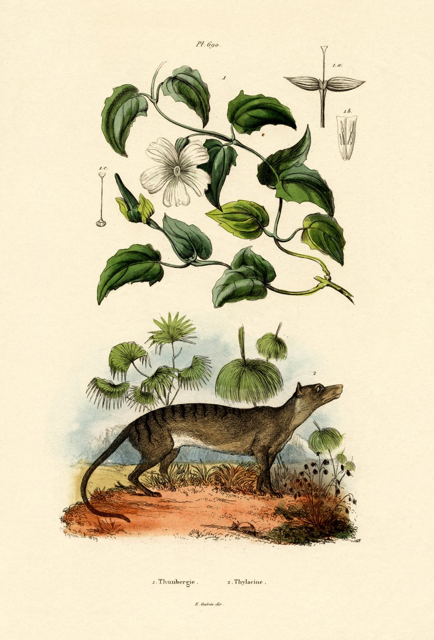 Thunbergia, 1833-39 av French School