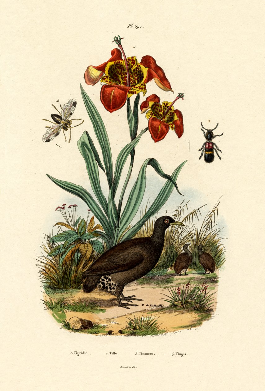 Tigerblomst, 1833-39 av French School