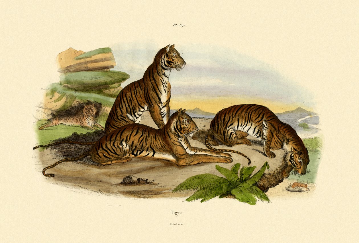 Tigre, 1833-39 av French School