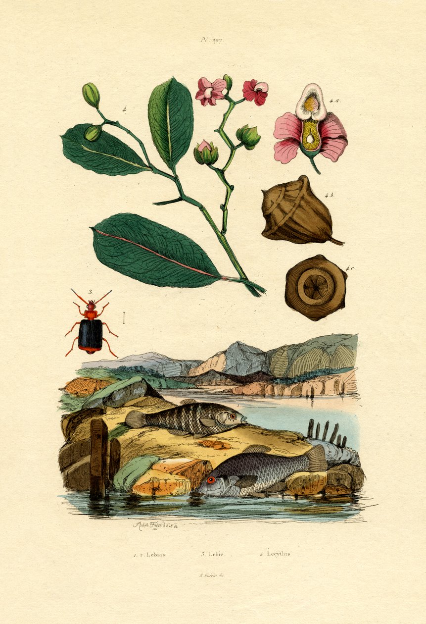 Tannkarpe, 1833-39 av French School