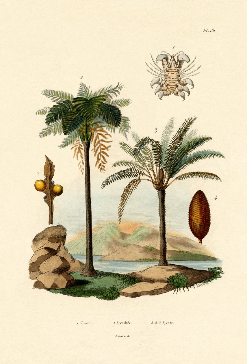 Trebregne, 1833-39 av French School