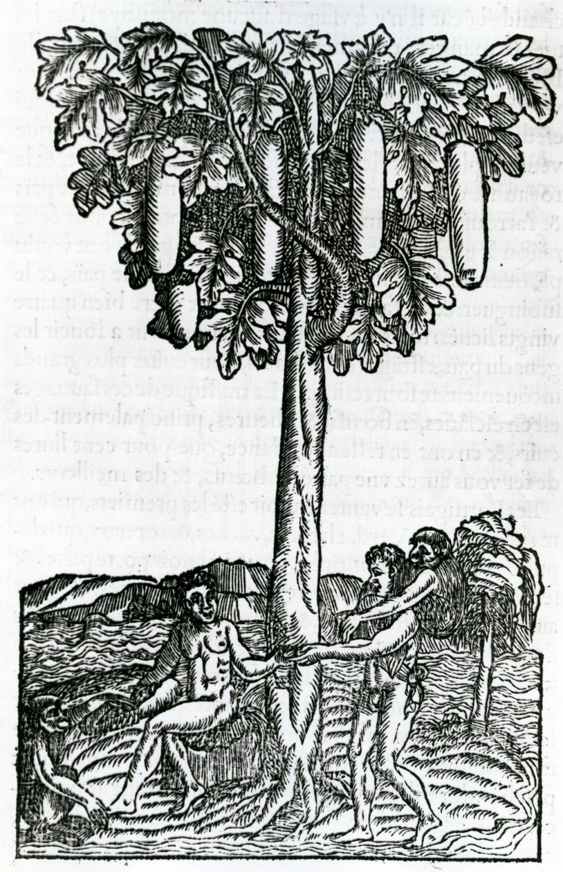 Trehøst, illustrasjon fra Singularities of France Antarctique, av Andre de Thevet, 1558 av French School