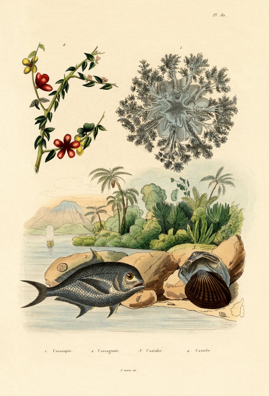 Opp ned maneter, 1833-39 av French School