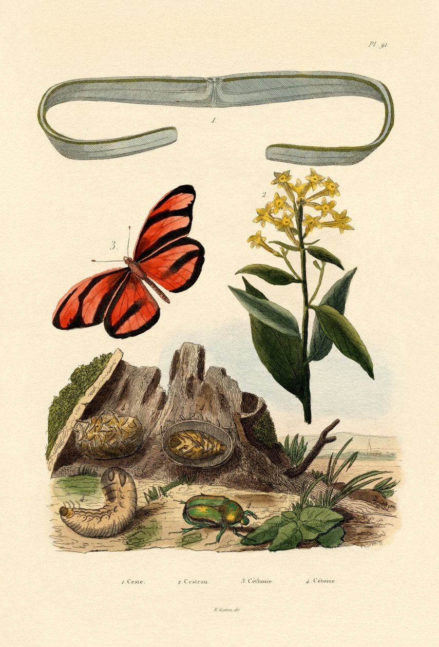 Venuss girdle, 1833-39 av French School