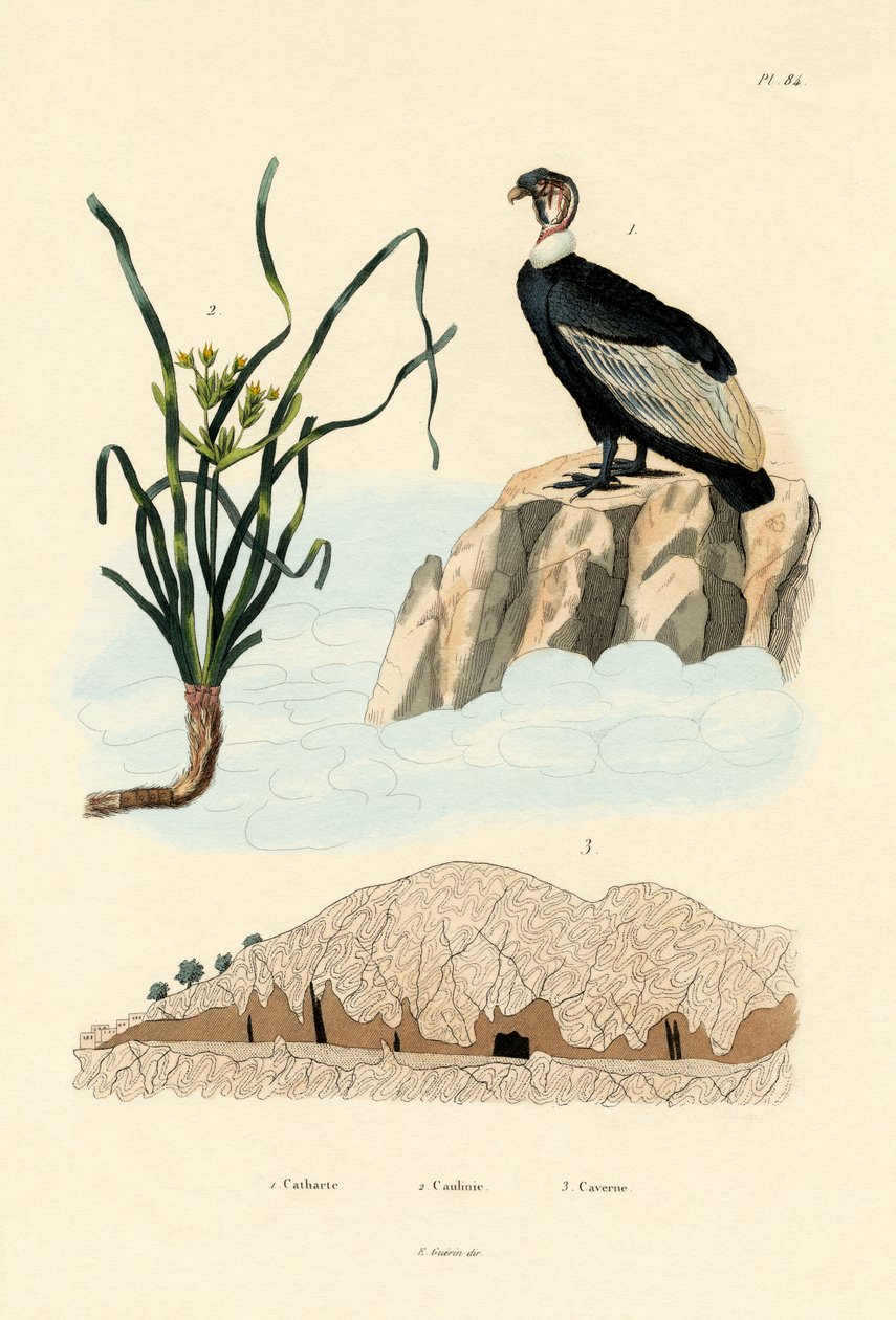 Gribb, 1833-39 av French School