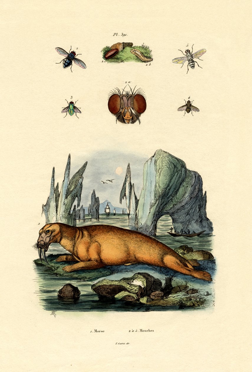 Hvalross, 1833-39 av French School