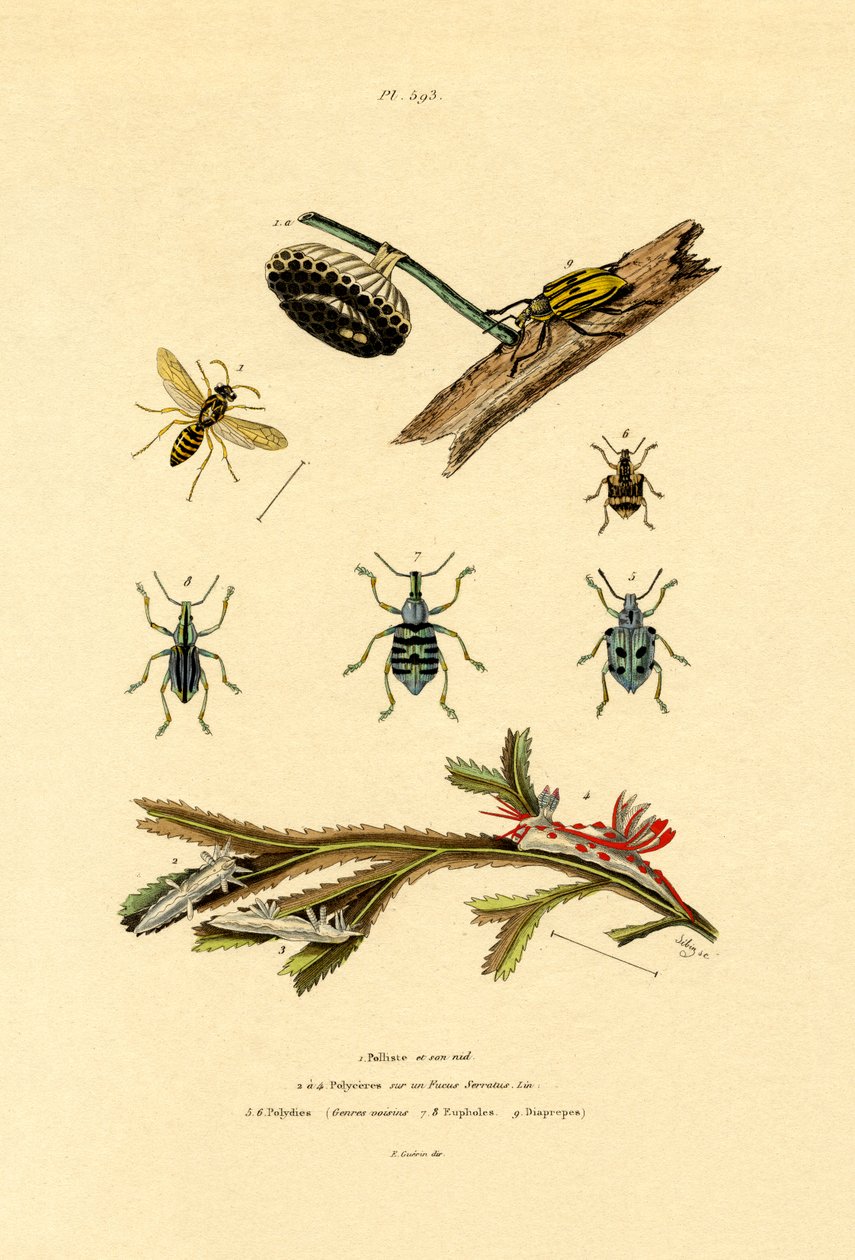 Veps, 1833-39 av French School