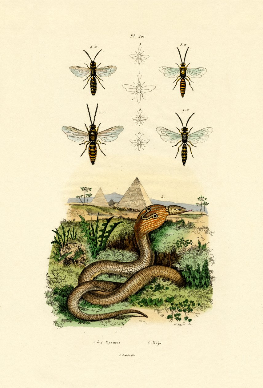 Veps, 1833-39 av French School