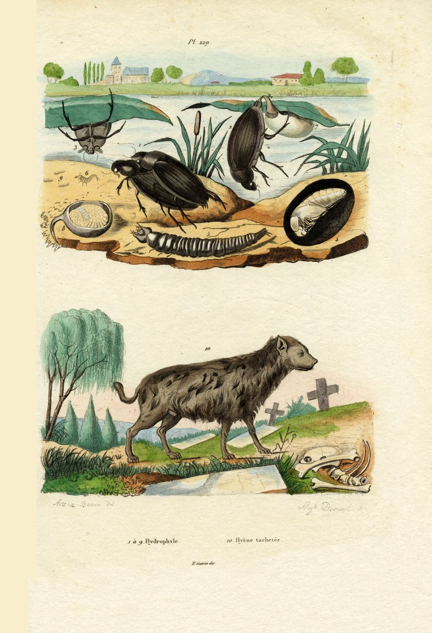 Vannbiller, 1833-39 av French School