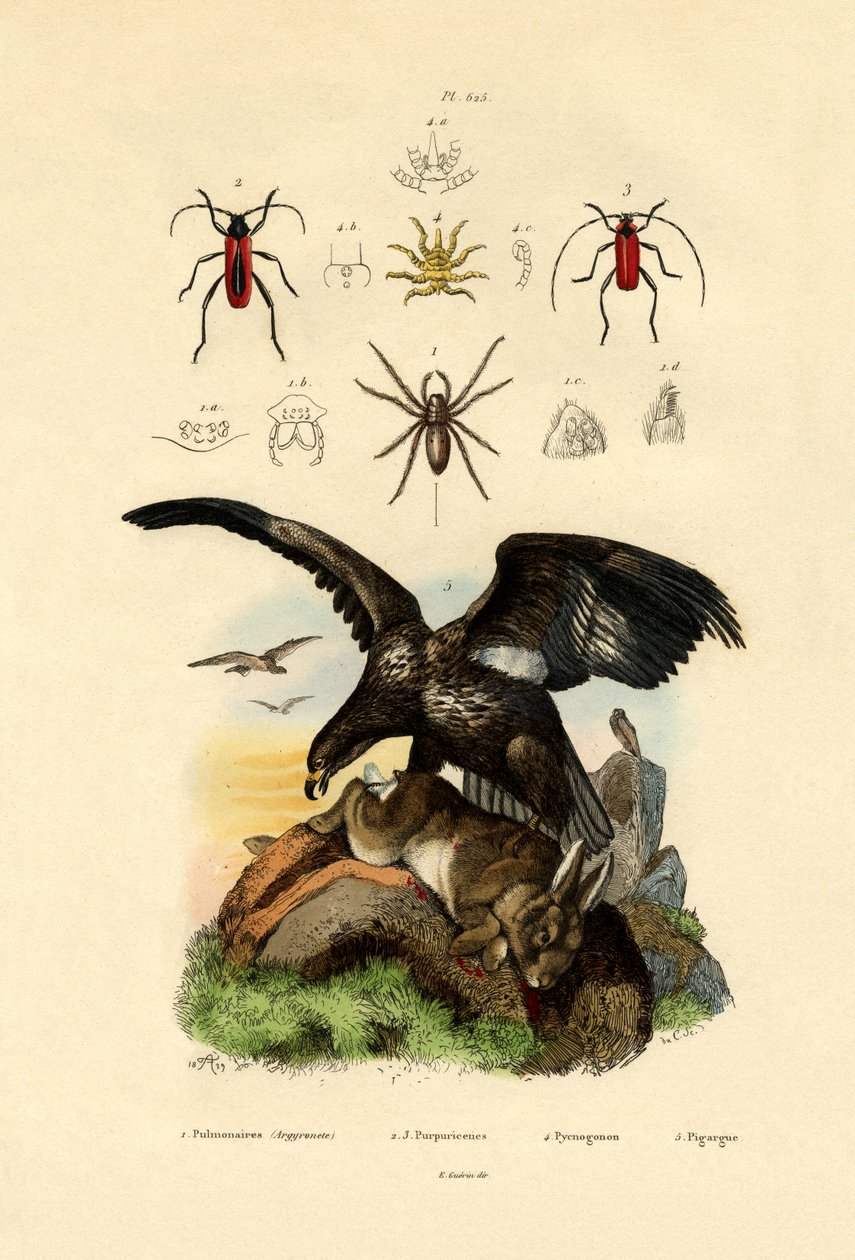 Vannedderkopp, 1833-39 av French School