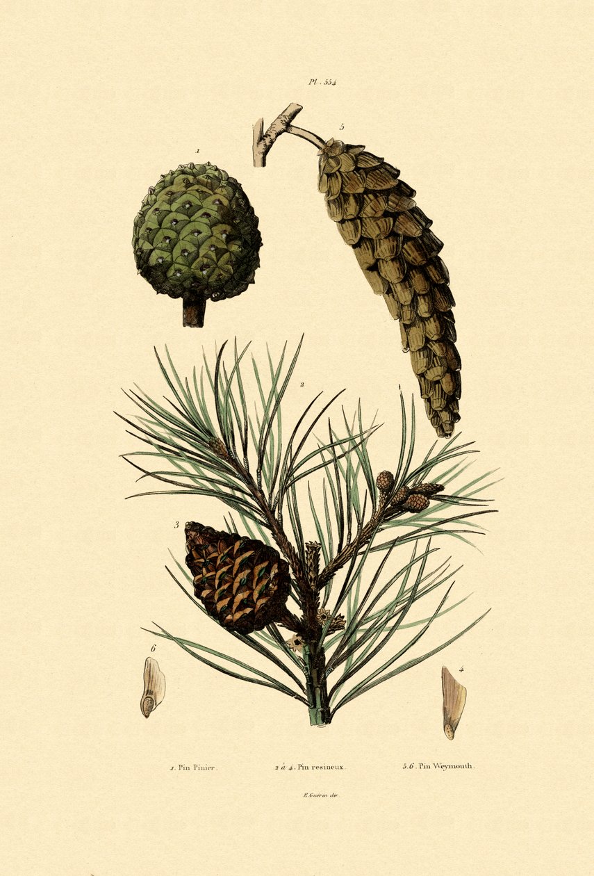 Weymouth Pine, 1833-39 av French School