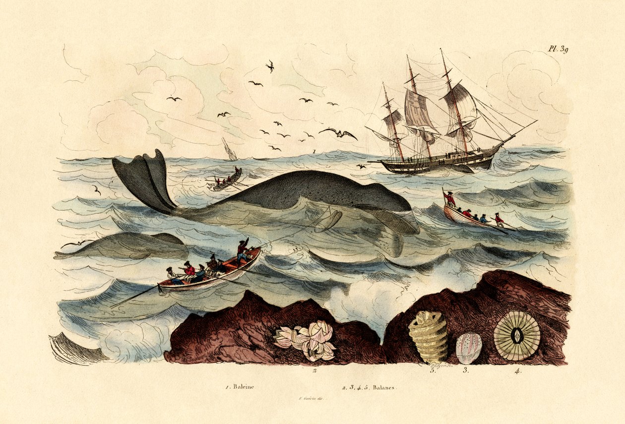 Hval, 1833-39 av French School