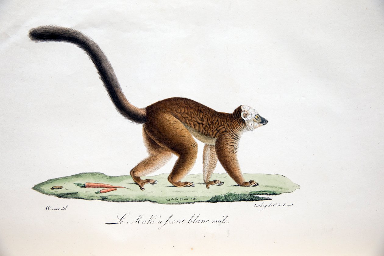 Hvithodet lemur, fra Natural History of Pattedyr, med originale figurer, av Étienne Geoffroy Saint-Hilaire & Frédéric Cuvier, 1824-42 av French School
