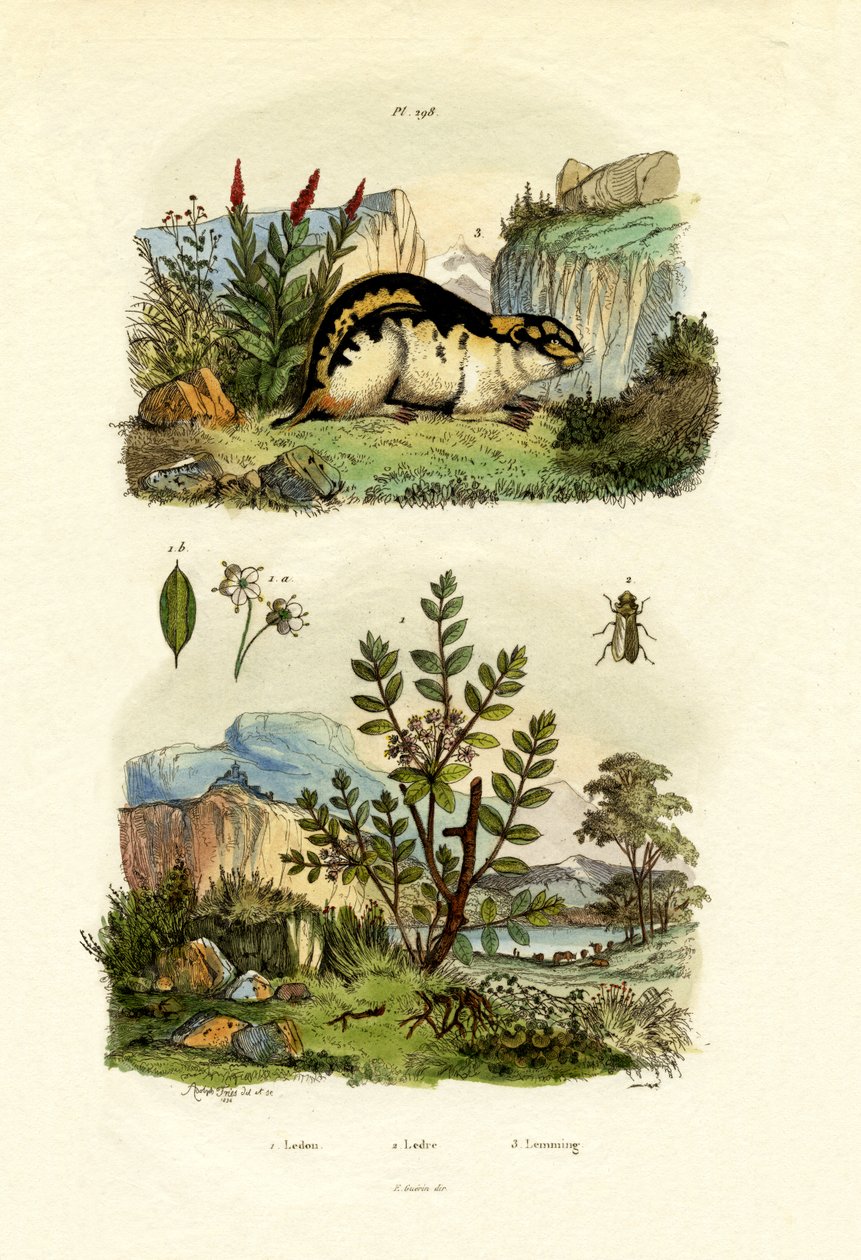 Villrosmarin, 1833-39 av French School