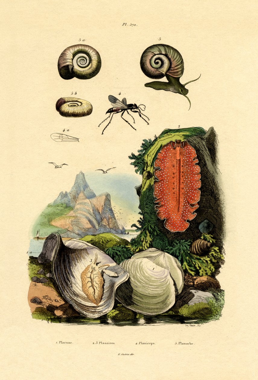 Vindusruteskall, 1833-39 av French School