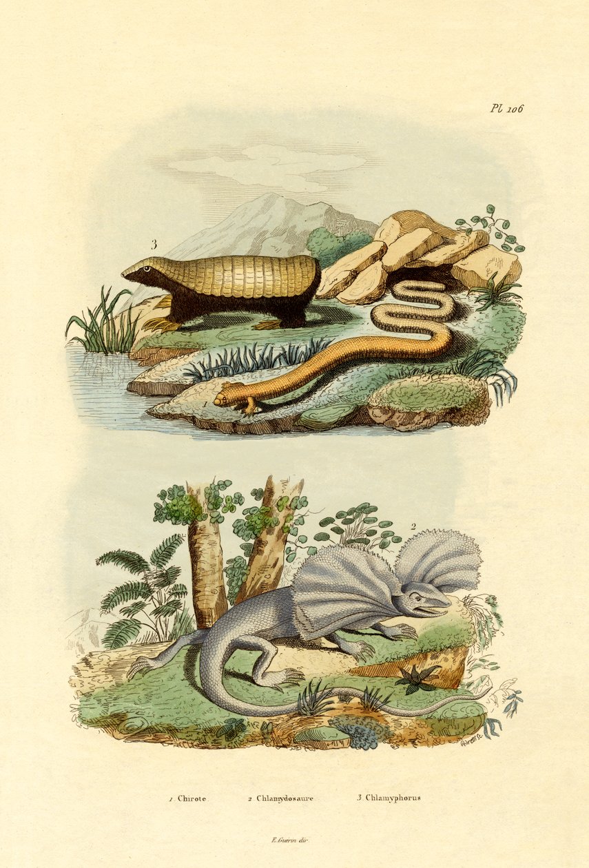 Ormeøgle, 1833-39 av French School