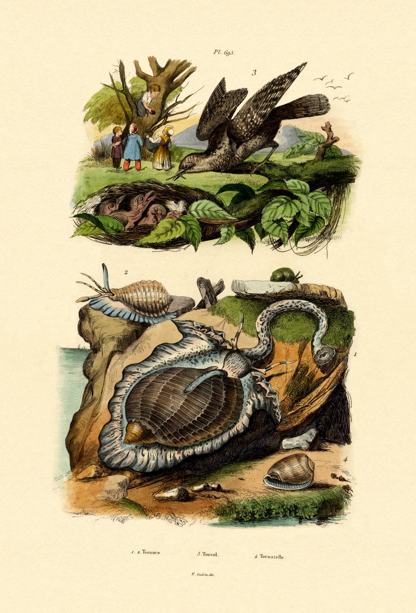 Wryneck, 1833-39 av French School