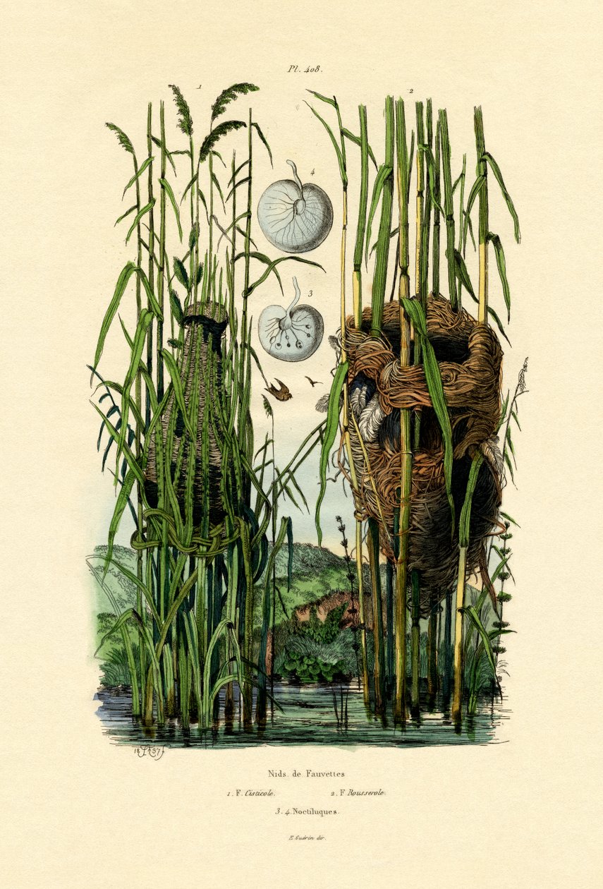 Seat Cisticola, 1833-39 av French School