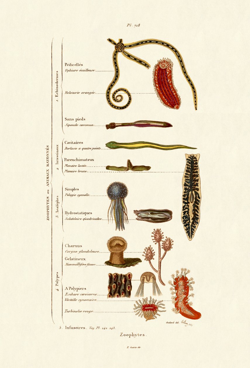 Zoofytter, 1833-39 av French School