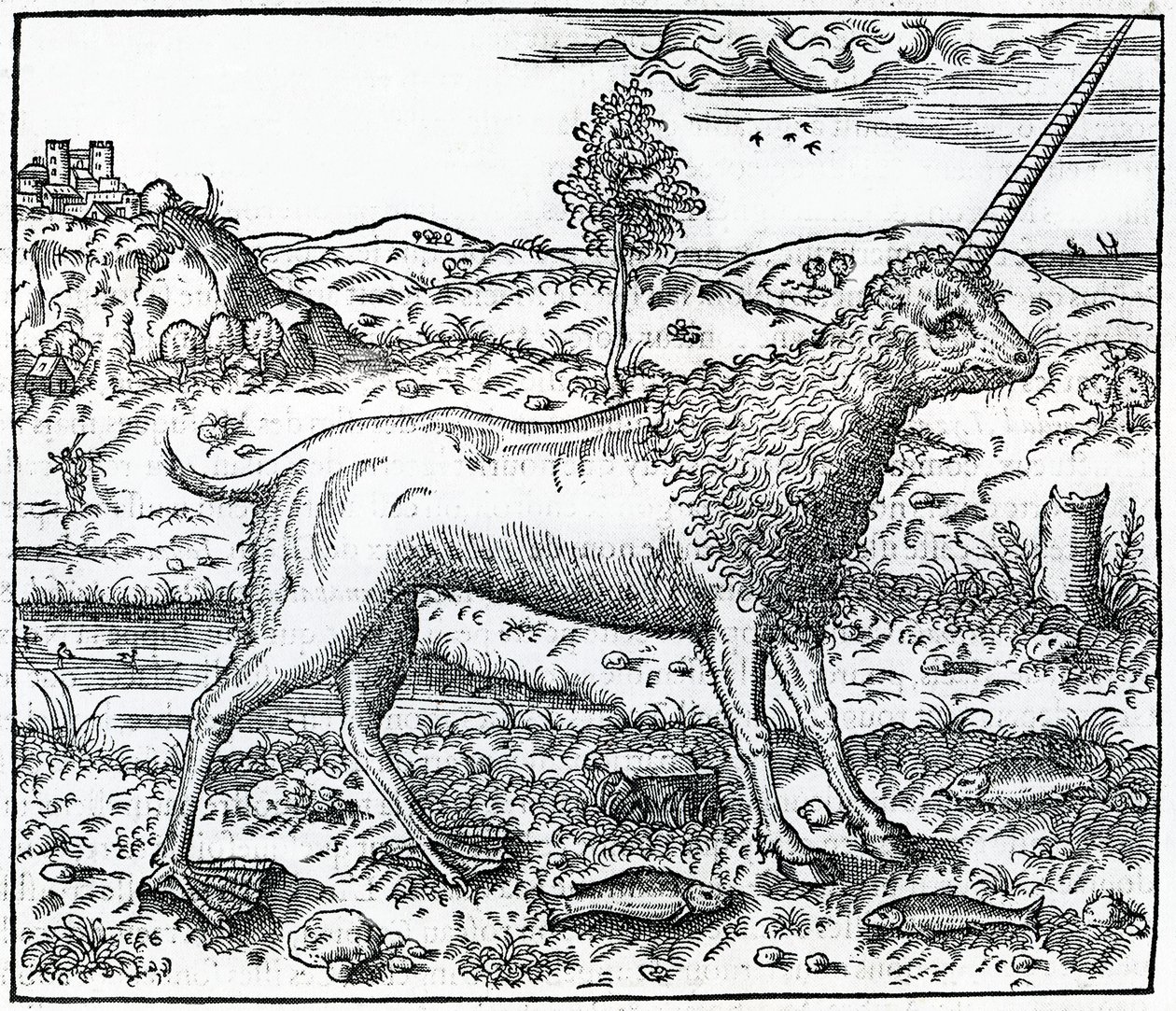 en Campchurch Unicorn, illustrasjon fra 