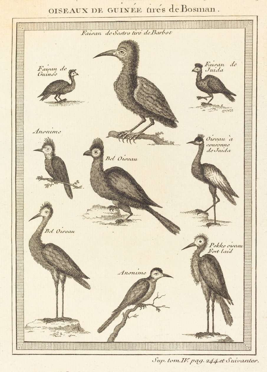 Guineafugler tatt fra bosman av French 18th Century