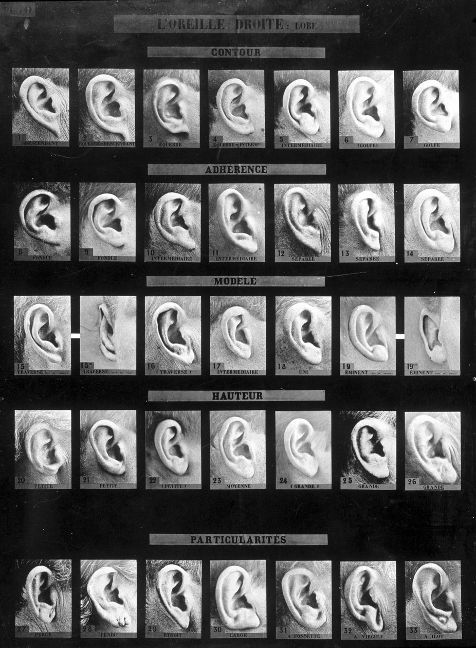 Antropometrisk klassifisering og identifikasjon av Bertillon-systemet: sammenligning av ulike typer rette ører (lapp). sd. Sent på 1800-tallet. av French Photographer