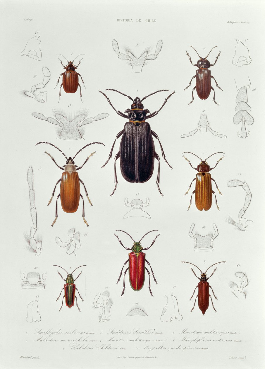 En samling av Coleoptera funnet i Chile, illustrasjon fra 