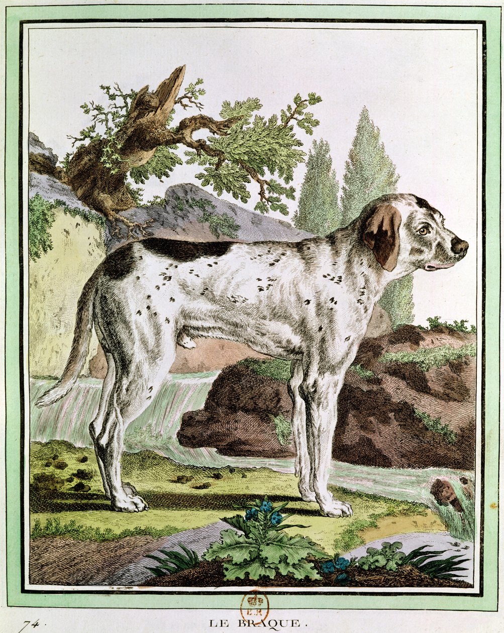 A Pointer, illustrasjon fra Histoire Naturelle av Georges Louis Leclerc (1707-88) greve av Buffon, 1749-1804 av French School