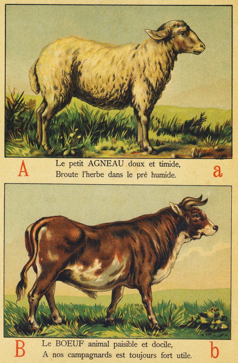 A som lam og B som biff av French School