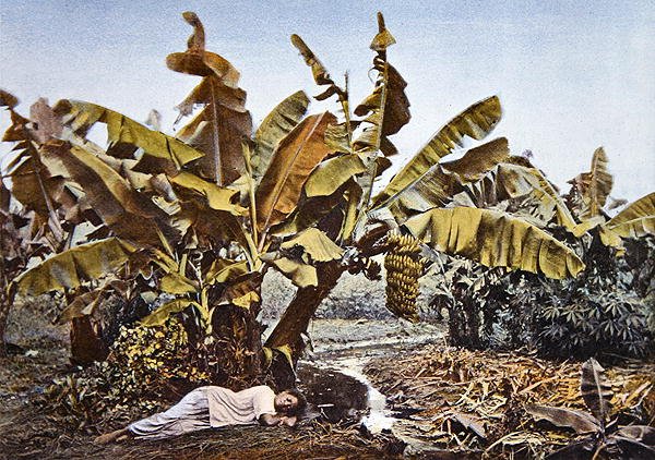 En banan- og maniokplantasje i Ny-Caledonia, sent på 1800-tallet (farge litho) av French School