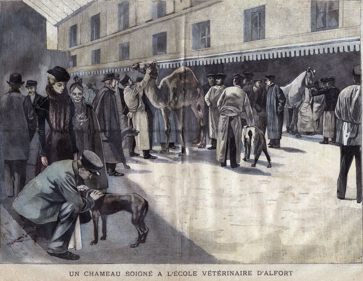En kamel helbreder ved Veterinary School of Maison Alfort (Maison-Alfort). Illustrasjon av 1899 i ""La petite Gironde"". av French School