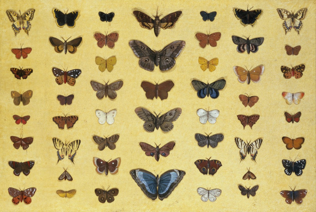 En collage av sommerfugler og møll inkludert Camberwell Beauty, British Swallowtail, Scarce Swallowtail, Peacock and the Small Tortoiseshell, ca. 1830 (wc på papir) av French School