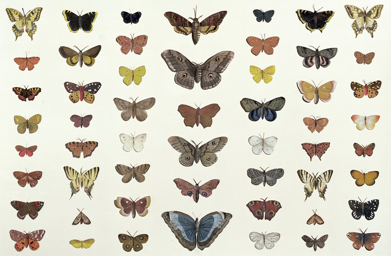 En collage av sommerfugler og møll inkludert Camberwell Beauty, British Swallowtail, Scarce Swallowtail, Peacock and the Small Tortoiseshell, ca. 1830 (trykk av 104967) av French School