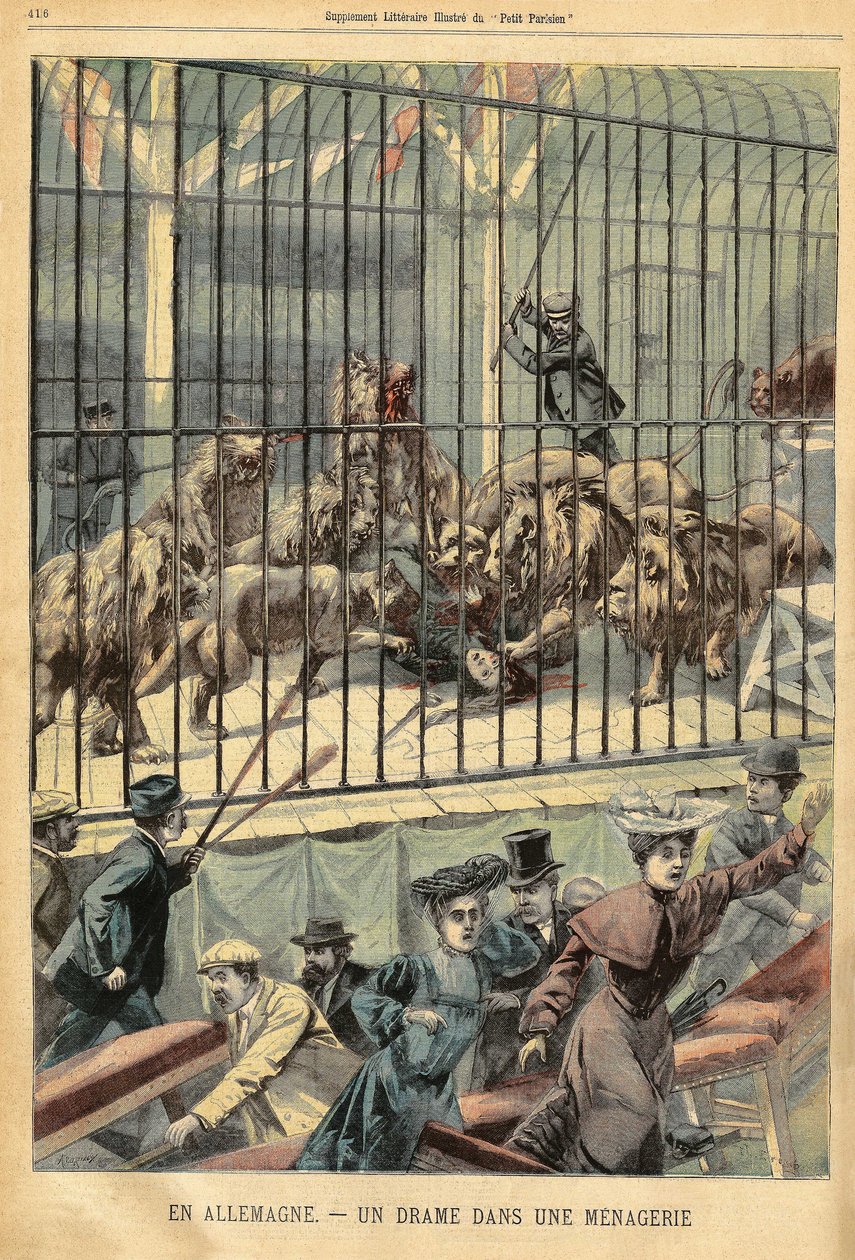 En temmer blir slukt av løvene sine i et menasjeri i Dessau, Tyskland. Gravering i "" Le Petite Parisien"", den 27/12/1903. av French School