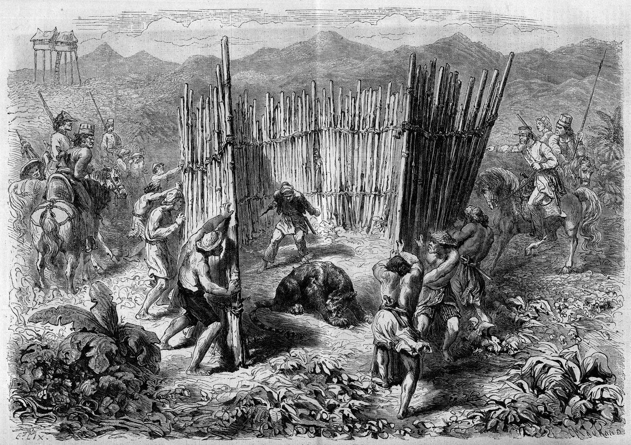 En tigerjakt på Java-øya i 1862. Gravering i “” Le Monde Illustré”” nr. 251 av 1. februar 1862. av French School