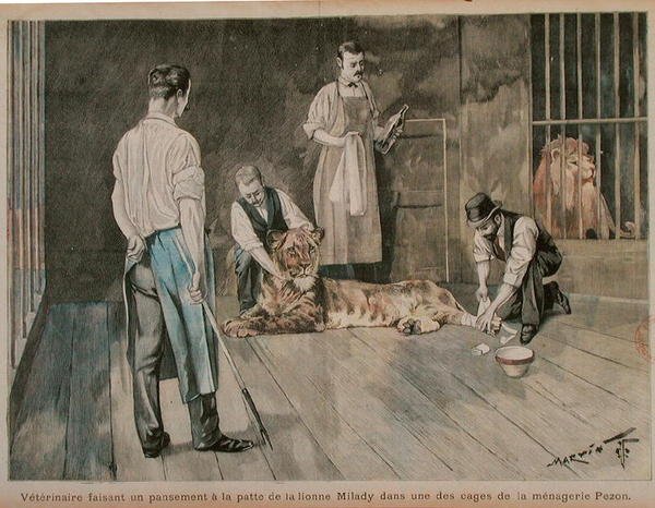 En veterinær som binder labben til løvinnen Milady, ca. 1898-99 (farget gravering) av French School