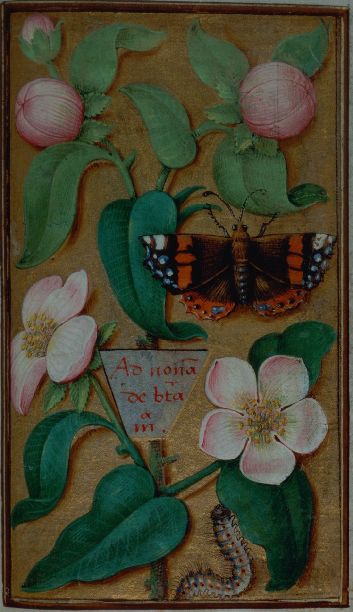 Legg til 35214 f.67 Blomster og sommerfugl, fra en timebok, Paris av French School