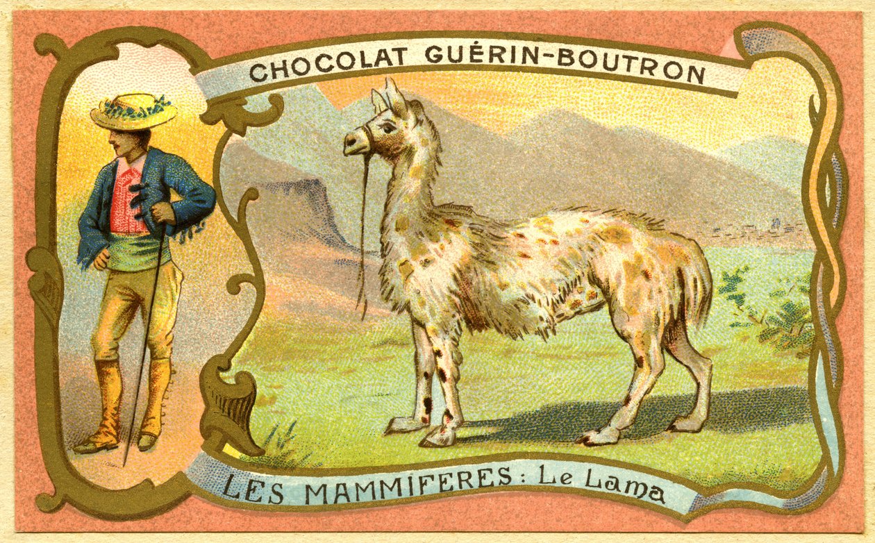 Reklamekromolitografi av sjokolade Guerin Boutron, PATTEdyrene, Lamaen av French School