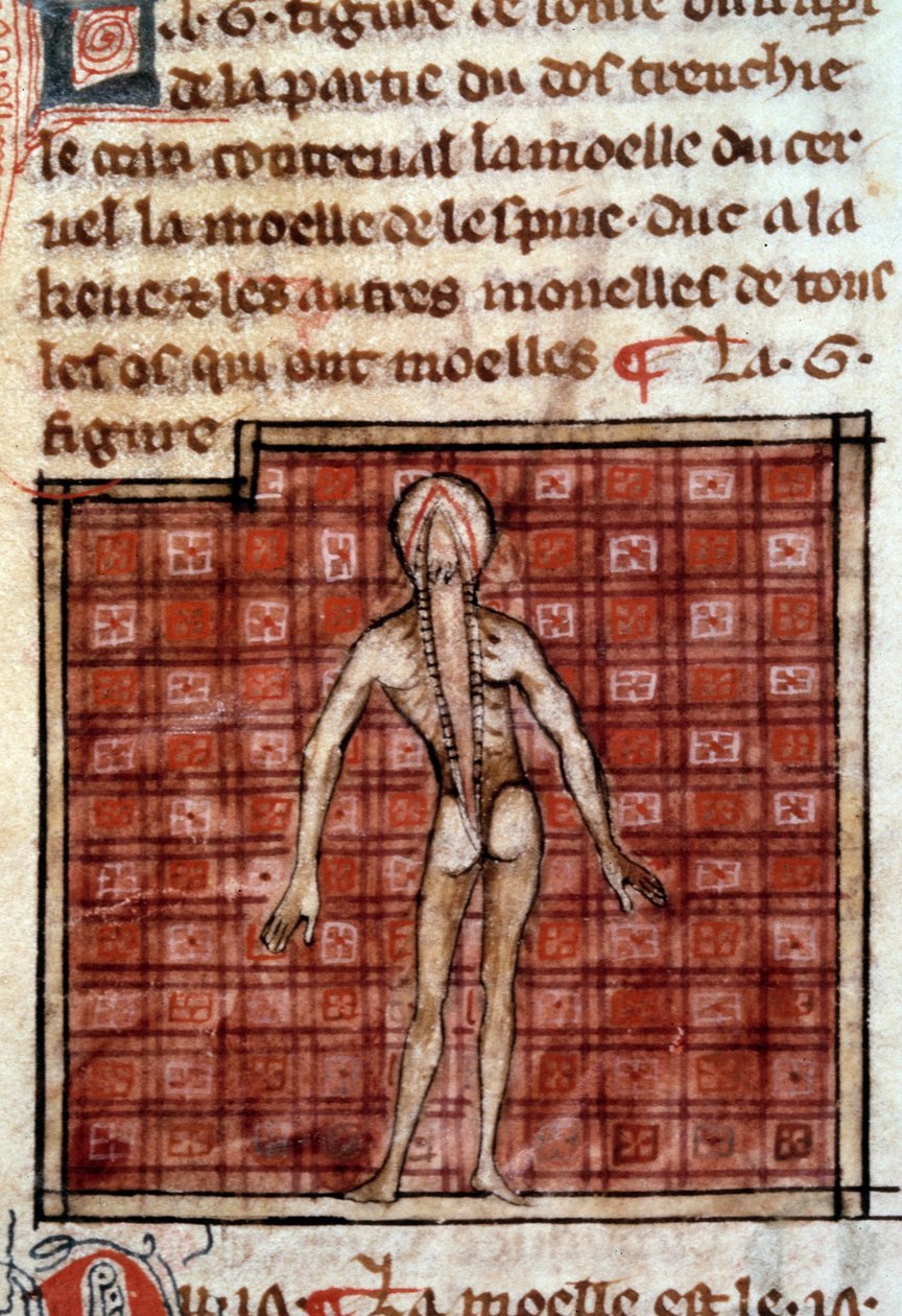 Anatomisk figur: peel, åpen rygg, viser hjernen og ryggmargen. Miniatyr fra manuskriptet "" Surgery" (Folio 12) skrevet av Henri de Mondeville (kirurg ved Philippe Le Bel professor i anatomi) av French School