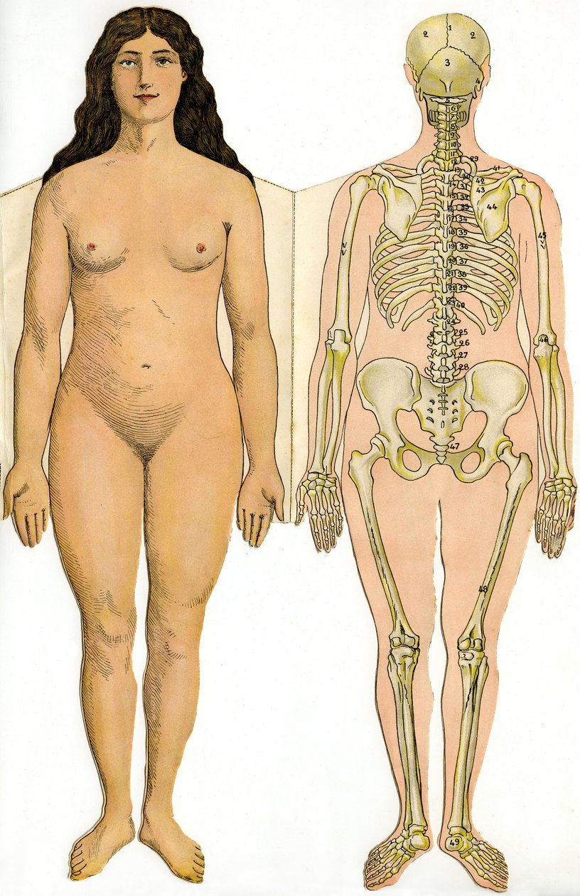 Anatomisk foldebrett av New Practical Encyclopedia of Medicine and Hygiene, av Dr. Rehm, bokhandel Aristide Quillet 1922 - menneskekroppen - naken kvinne og kvinnelig skjelett av French School