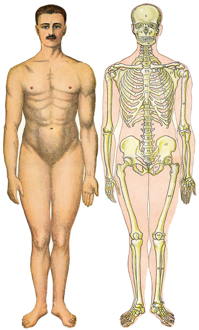 Anatomisk bretteark av New Practical Encyclopedie of Medicine and Hygiene, av Dr. Rehm, bokhandel Aristide Quillet 1922 - menneskelig kroppsansikt - naken mann uten tilsynelatende sex (gummi-sex) ved siden av skjelettet av French School