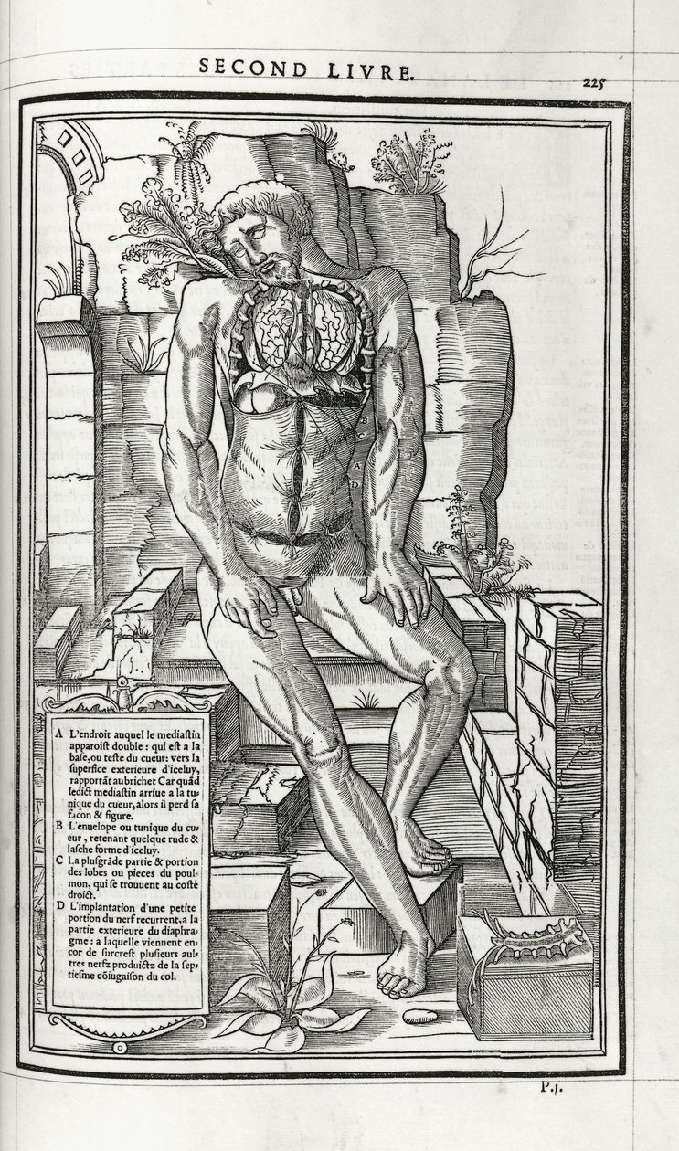 Anatomisk illustrasjon, 1546 av French School