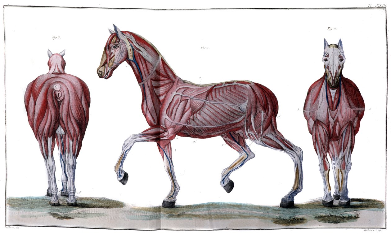 Hestens anatomi: peeling, ansikt og profil - "" Hippiatric Course, complete treatise of horse medicine"" av P. E Lafosse av French School