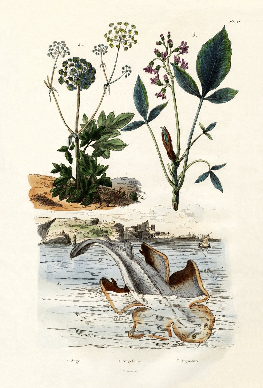 Angelshark, 1833-39 av French School