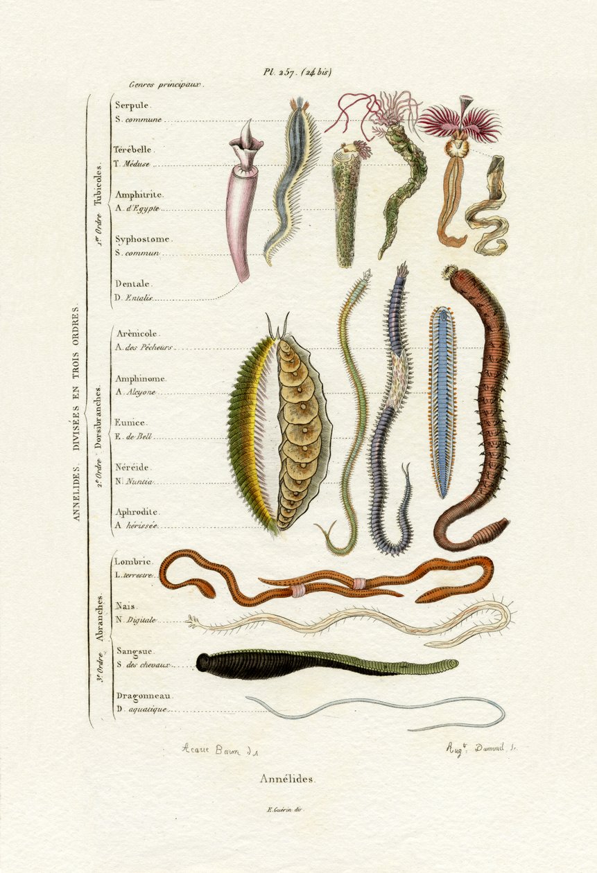 Annelids, 1833-39 av French School