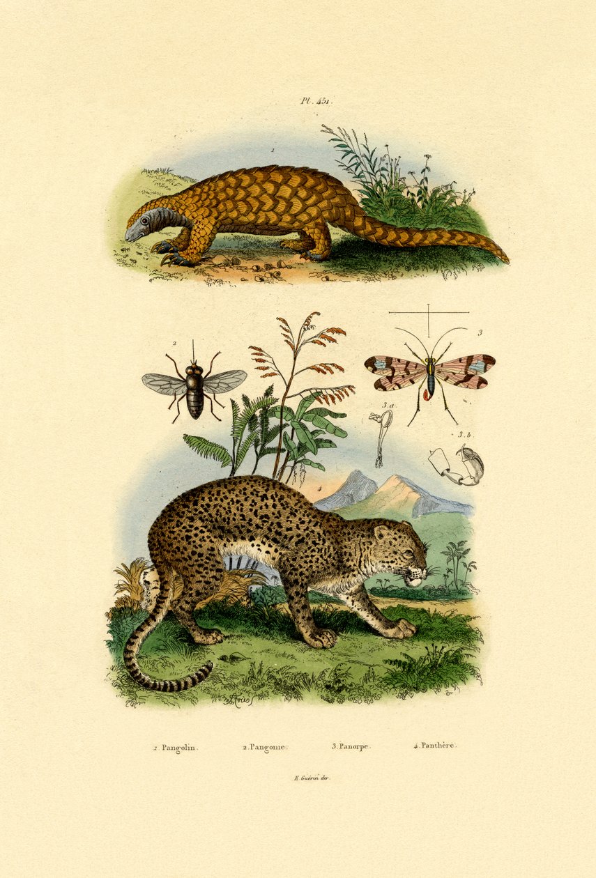 Myrsluker, 1833-39 av French School