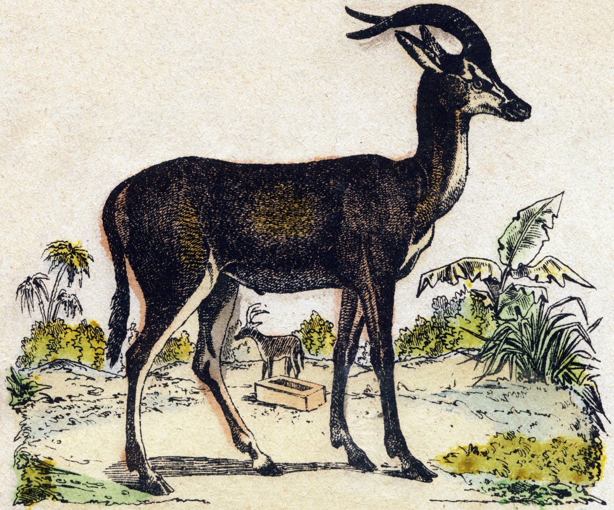 Antilope. Gravering i "" Alphabet des animaux sauvages"". 9. serie. Bilder av Epinal, Pellerin, trykkeri-utgiver, ca. 1870. Graveringer på tre, stensilert. 16 sider. Mål: 20 x 15 cm. Privat samling av French School